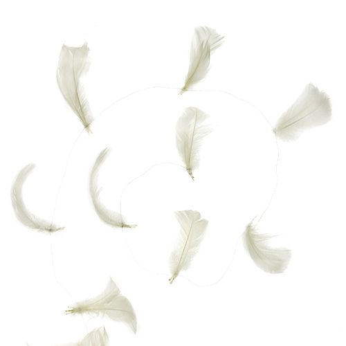 Floristik24 Plume sur fil crème 10m