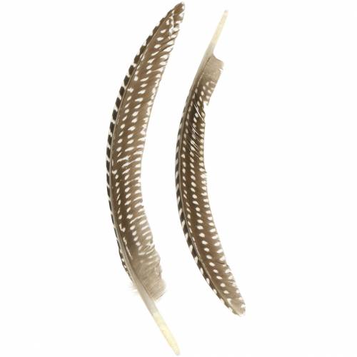 Floristik24 Plumes naturelles 18 - 24cm 10g