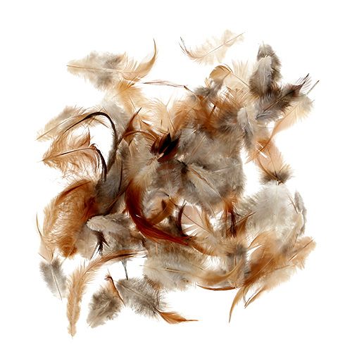 Floristik24 Sorte de plumes. 5-15cm nature 228pcs