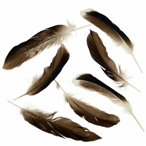 Floristik24 Plumes naturelles 150pcs