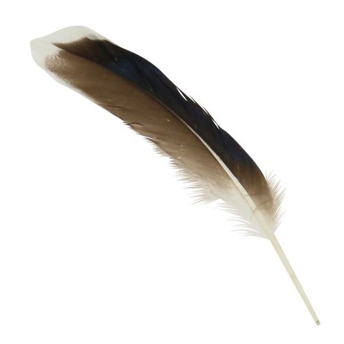 Floristik24 Plumes naturelles 150pcs