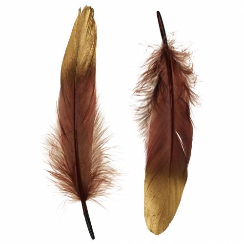 Floristik24 Plumes bordeaux, or 18-23cm 24pcs