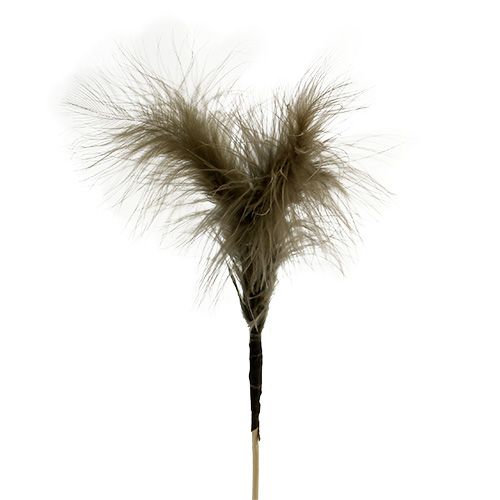 Floristik24 Plumes sur pique Marron 30cm 12P