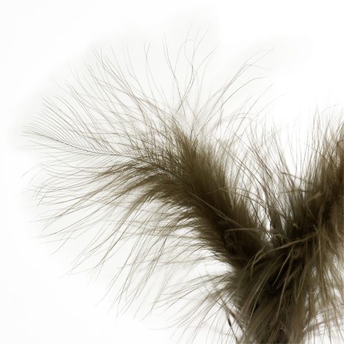 Floristik24 Plumes sur pique Marron 30cm 12P