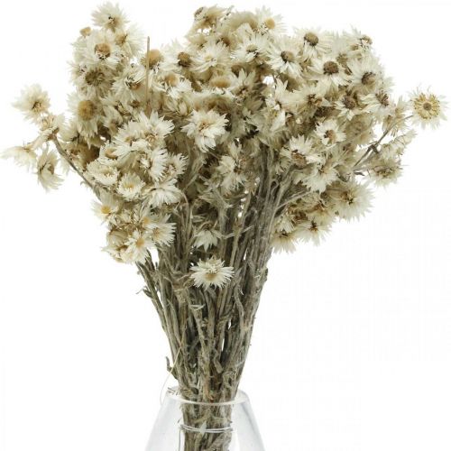 Article Mini Fleur en Paille Blanche Fleur Séchée Fleur de Roche Déco H20cm 15g