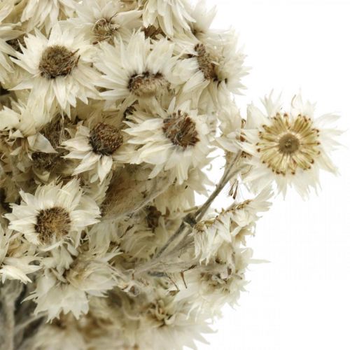 Article Mini Fleur en Paille Blanche Fleur Séchée Fleur de Roche Déco H20cm 15g