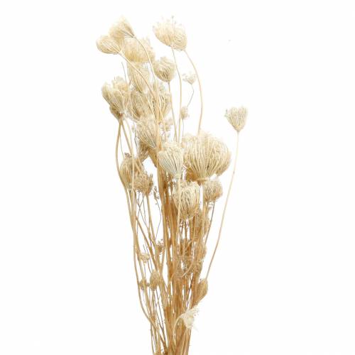 Article Fenouil fleurs séchées blanchies 100g