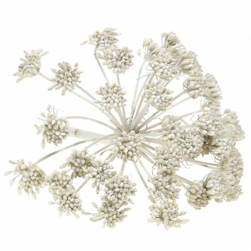 Floristik24 Branche de fenouil avec pistils enrobés de cire blanche H. 22 cm