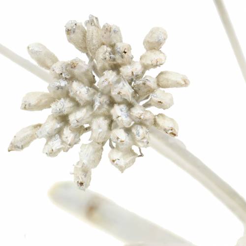 Floristik24 Branche de fenouil avec pistils enrobés de cire blanche H. 22 cm