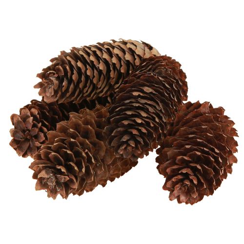 Article Cônes d'épicéa cônes décoratifs naturels pour l'artisanat 10-11cm 5 pcs