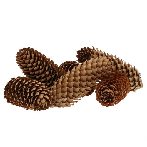 Cônes d&#39;épicéa nature 13cm 12 pcs