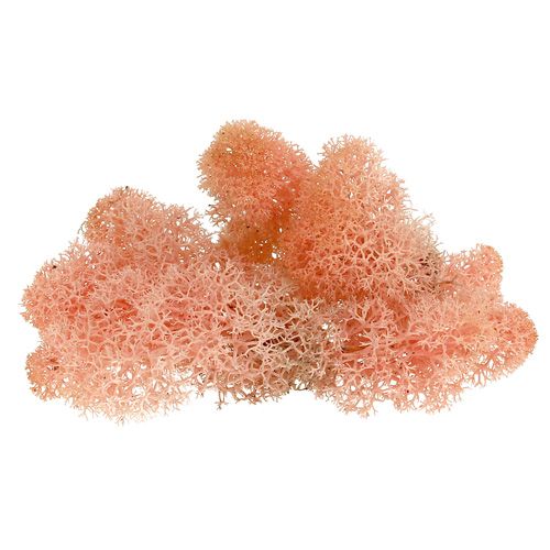 Mousse décorative Mousse d&#39;Islande rose 400g