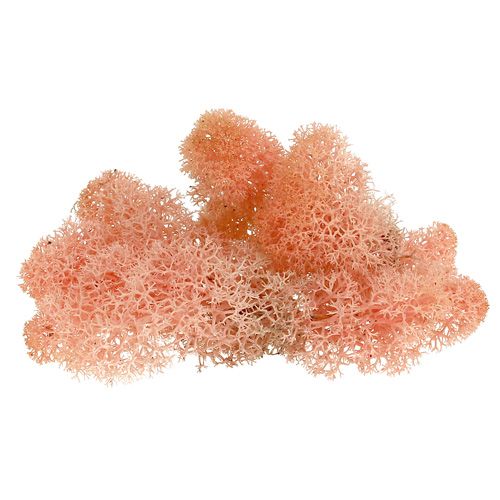 Floristik24 Déco mousse renne mousse rose 400g