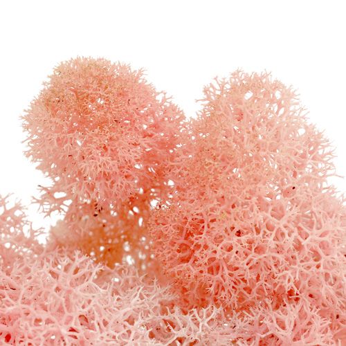 Déco mousse renne mousse rose 400g