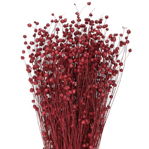 Floristik24 Lin Bordeaux Rouge Décoration Séchée Fleurs Séchées L55cm 80g