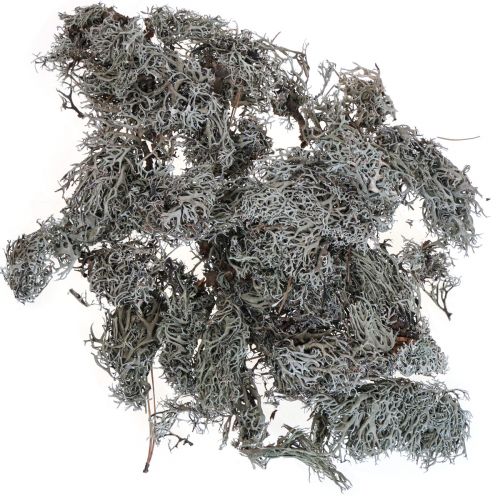 Article Lichen lichen mousse d&#39;arbre mousse décorative naturelle 1kg