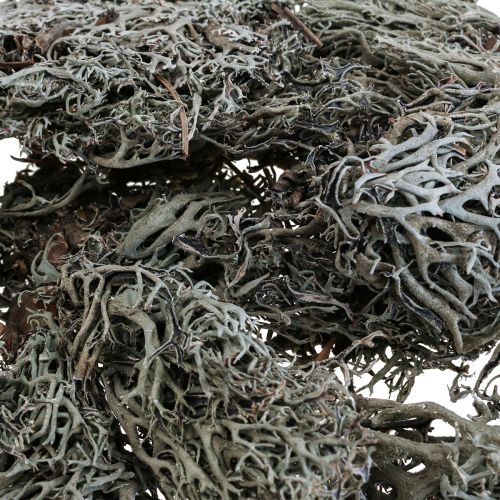 Article Lichen stabilisé gris vert Mousse naturelle décorative 1kg