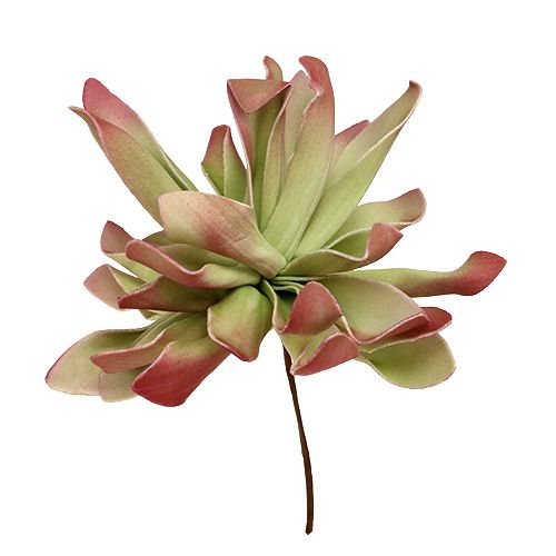 Floristik24 Fleur en mousse Ø12cm Vert/rouge 6P