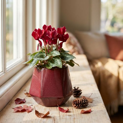 Cache-pot en céramique hexagonal rouge Ø10cm H9cm | Floristik24.fr