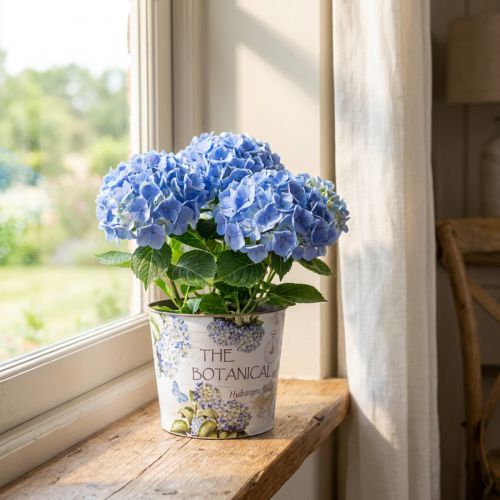 Article Cache-pot en plastique motif hortensias Ø13,5 cm H12 cm