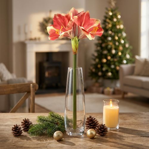 Amaryllis artificielle rose et