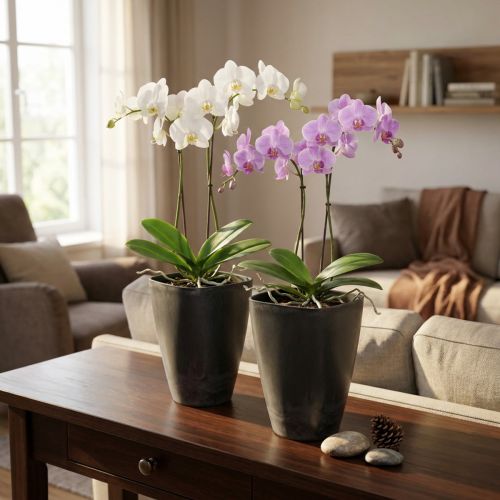 Article Pot à Orchidee en Plastique Anthracite - Lot de 2 13,5 x 13 x 16,5 cm