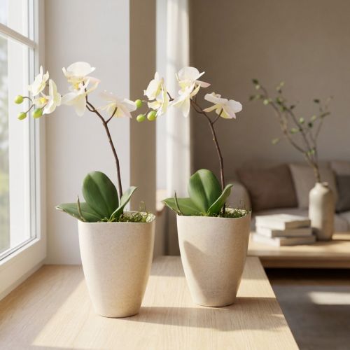 Article Lot de 2 Pots pour Orchidées en Plastique Beige Motté 13,5x13cm H16,5cm