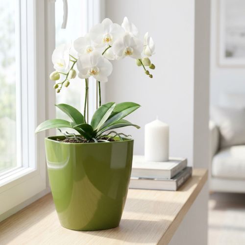 Pot pour orchidée brillant en plastique vert olive Ø12,5 cm | Floristik24.fr