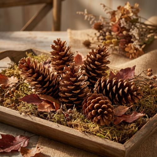 Article Pignons de pin Pinus Strobus 20-25 cm, laqués, lot de 50 pièces
