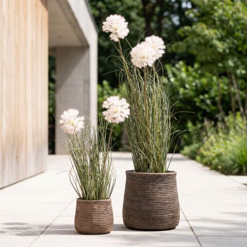 Kugelblume Allium artificielle
