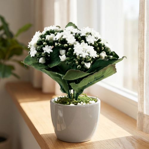 Kalanchoé artificiel blanc 24 cm - Flammendes Käthchen | Floristik24.fr