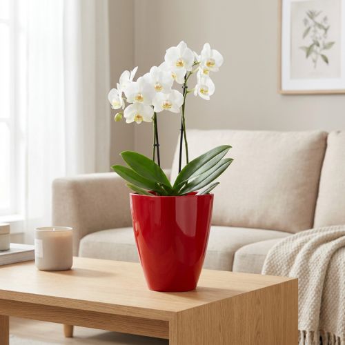 Pot pour orchidées en plastique rouge Ø12,5 cm | Floristik24.fr