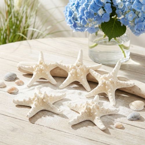 Article Décoration naturelle 5 étoiles de mer blanches séchées 19-26 cm