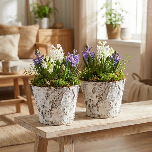 Lot de 2 pots déco en écorce de bouleau blanchie Ø18cm H15cm | Floristik24.fr