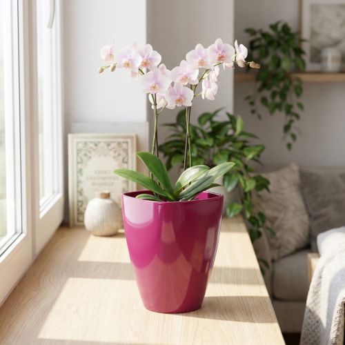 Pot pour Orchidées en Plastique Brillant 12,5 cm Couleur Cerise | Floristik24.fr