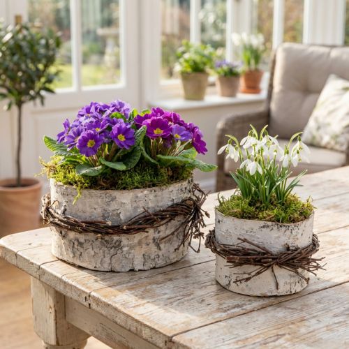 Lot de 2 cache-pots en bois de bouleau blanc Ø11/16cm | Floristik24.fr