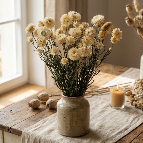 Fleurs séchées Helichrysum crème – Naturelles – 50 cm, 45 g | Floristik24.fr