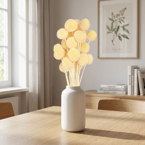Craspedia séchée couleur crème 20 tiges 50-55 cm | Floristik24.fr
