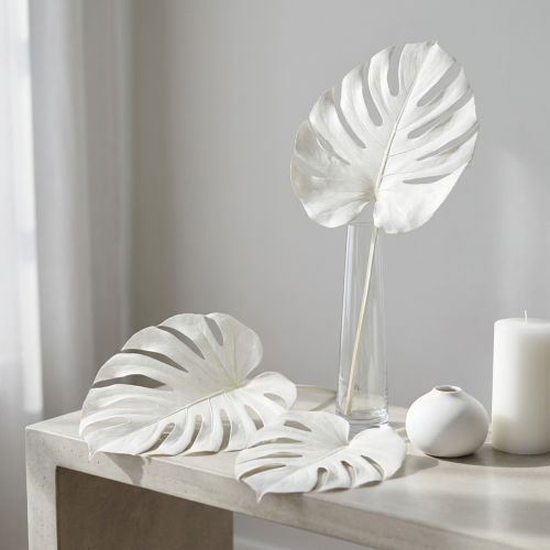 Article Feuilles de Monstera séchées et blanchies, décoration 40 cm, lot de 5