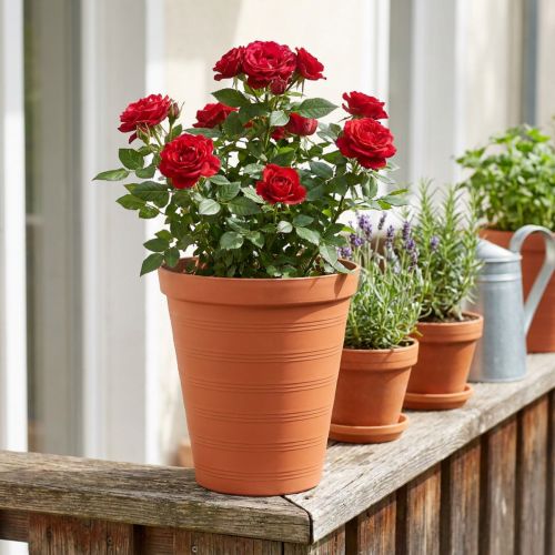 Pot à roses plastique 19cm terre cuite 1 pièce | Floristik24.fr