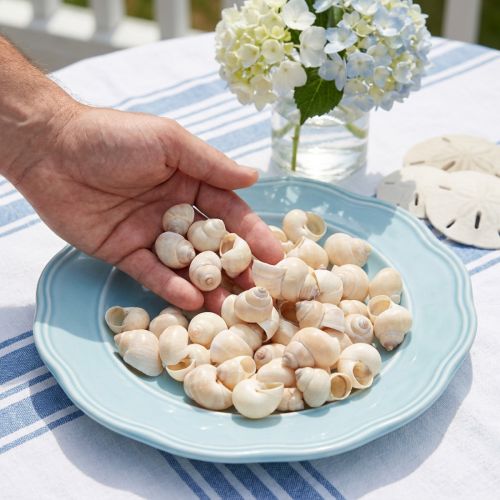 Coquillages décoratifs naturels Umachi 500g | Floristik24.fr