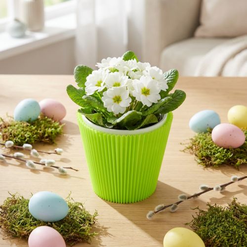 Manches plissées en plastique vert clair 10,5 cm - Lot de 100 | Floristik24.fr