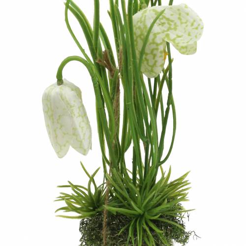 Floristik24 Fritilaria dans la coquille d&#39;oeuf à suspendre Vert, blanc 25cm