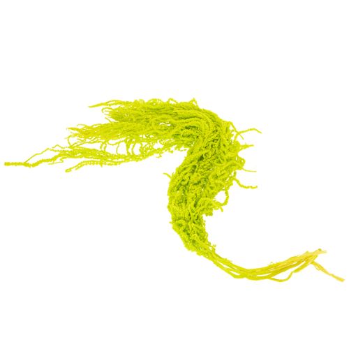 Article Fleurs séchées de queue de renard, teintées, pour une décoration intérieure raffinée et des touches uniques, 100 cm, lot de 5