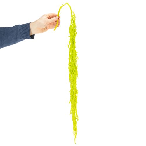 Article Fleurs séchées de queue de renard, teintées, pour une décoration intérieure raffinée et des touches uniques, 100 cm, lot de 5