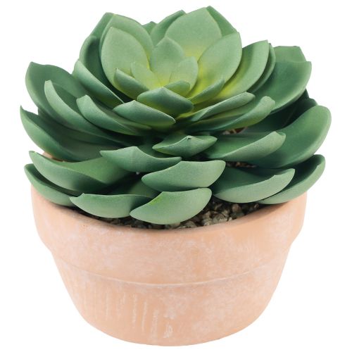 Article Plante succulente en pot Echeveria vert artificiel Ø15cm