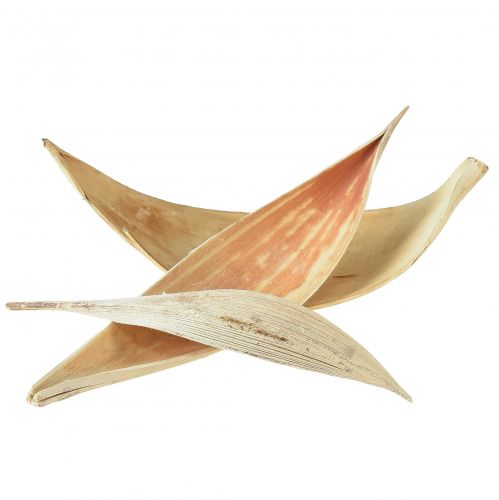 Floristik24 Coquilles de noix de coco, feuilles de noix de coco blanchies, 22-42 cm, 25 pièces