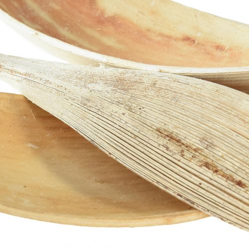 Article Coquilles de noix de coco, feuilles de noix de coco blanchies, 22-42 cm, 25 pièces