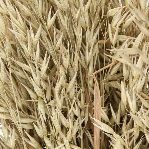 Article Avoine séchée bouquet décoratif bouquet décoratif naturel 60cm 200g