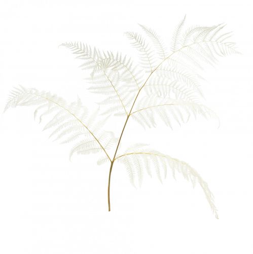 Floristik24 Fougère séchée décoration fougère fougère blanchie H75cm 10 pcs